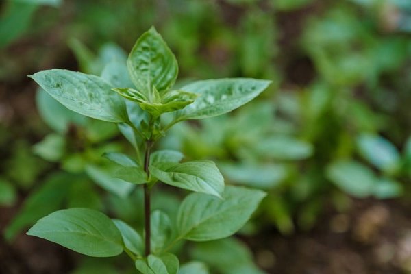 La permaculture : Principes et bénéfices