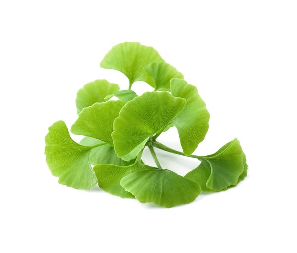 Ginkgo Biloba : comment cette plante ancienne peut améliorer votre mémoire et circulation