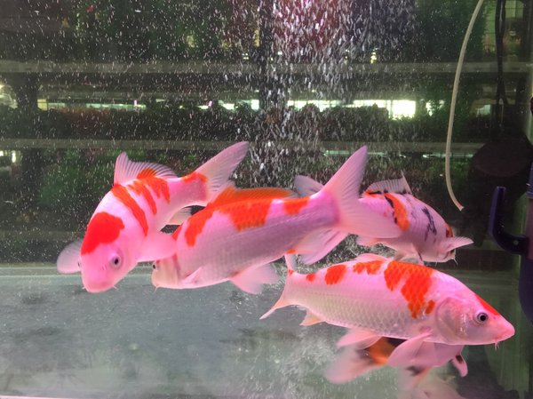 Comment nourrir les poissons dans un aquarium?