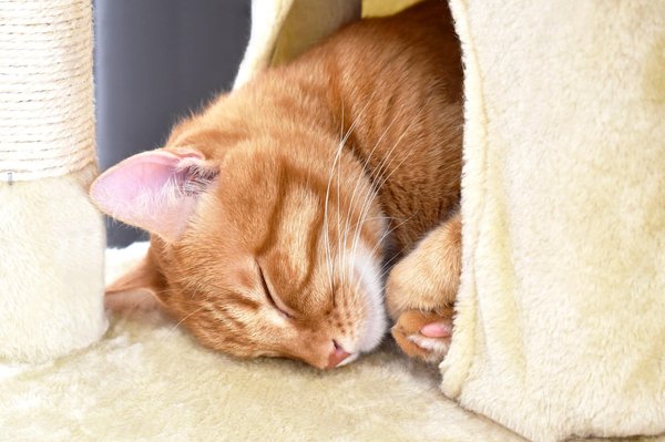 Les meilleures grottes pour chats du marché