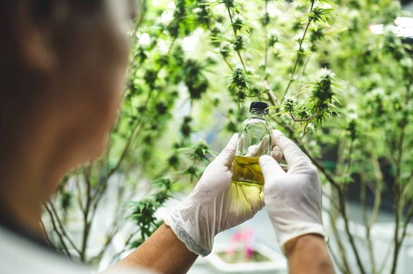 Quels sont les risques liés à la consommation de produits à base de plantes médicinales?