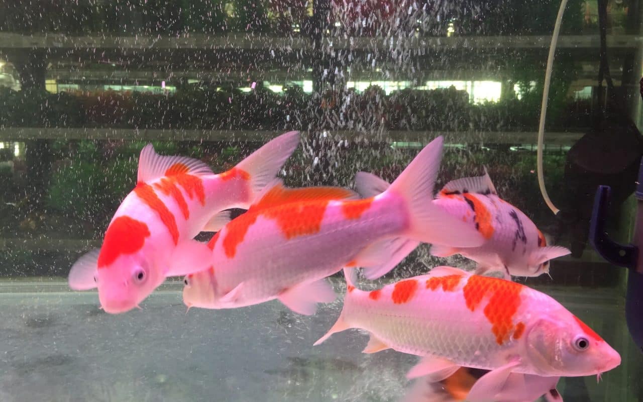 Alimentation poissons en aquarium Conseils et astuces